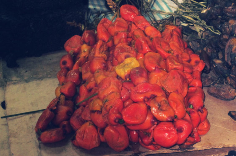 Pyura chilensis: animal ou mineral?