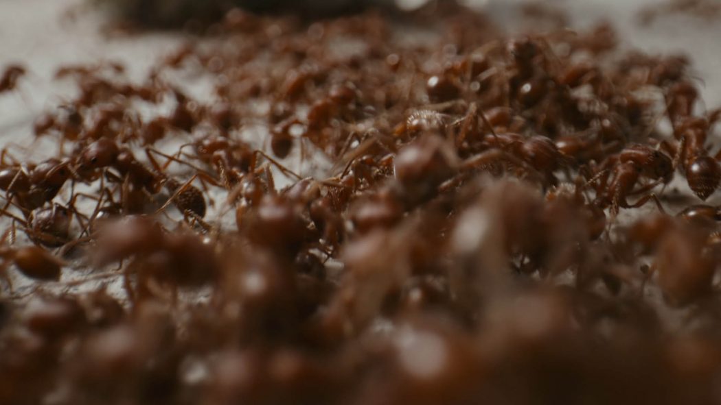 Uma onda de formigas se acumulando na calçada
