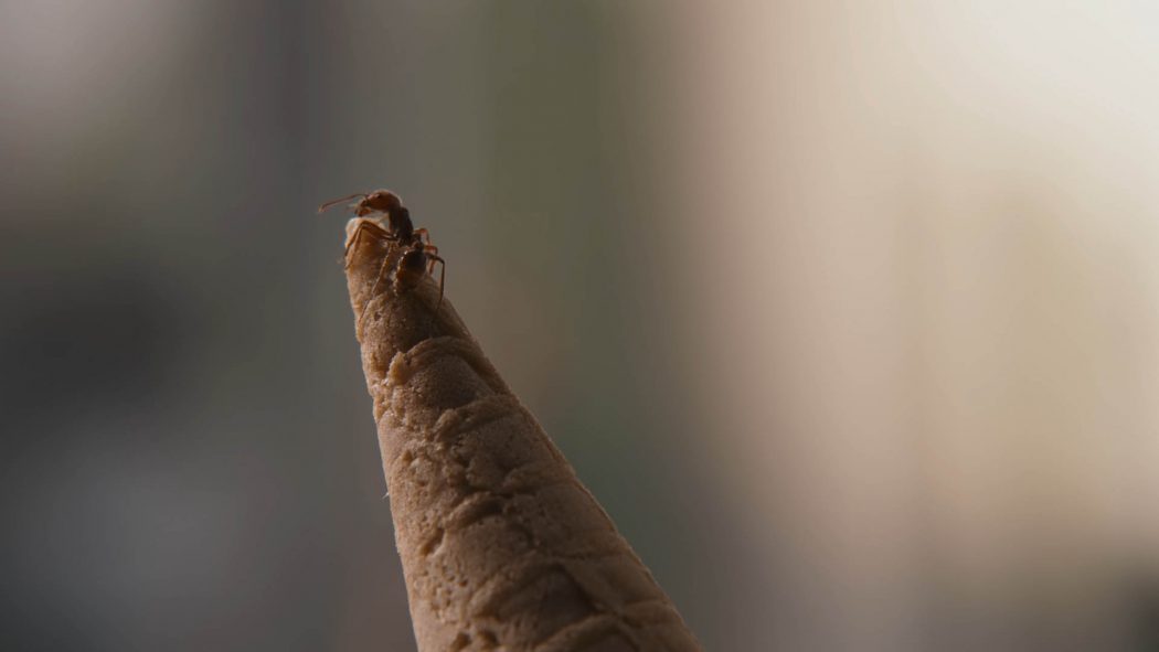Uma formiga em cima do cone de um sorvete